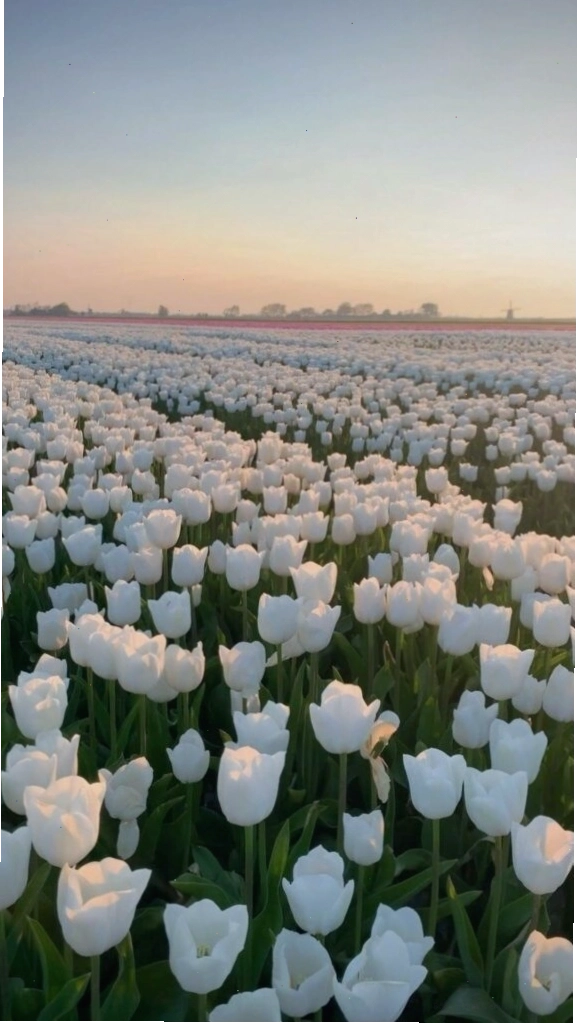Bộ sưu tập hình nền hoa tulip với nhiều màu sắc và phong cách