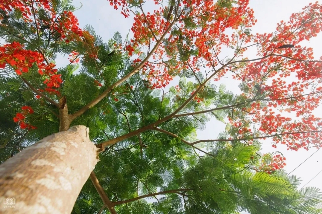 Bông hoa phượng với những giọt sương sớm mai