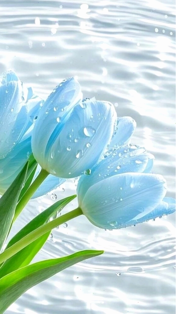 Bông tulip xanh biếc dưới làn nước trong veo