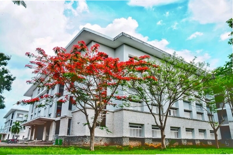Cả cây hoa phượng nở rộ