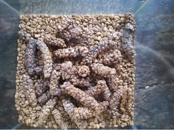 Cà phê Kopi Luwak, một loại cà phê làm từ phân cầy hương