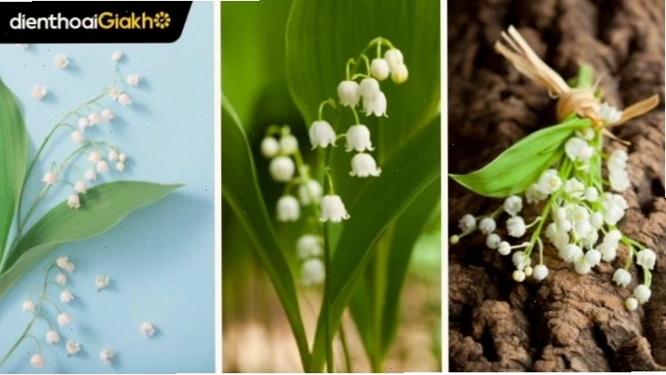 Cận cảnh bông hoa linh lan trắng khoe sắc rực rỡ