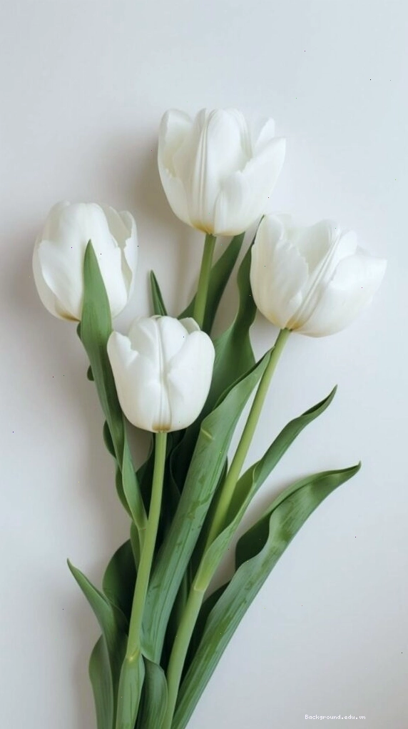 Cận cảnh bông hoa tulip tím với chi tiết sắc nét