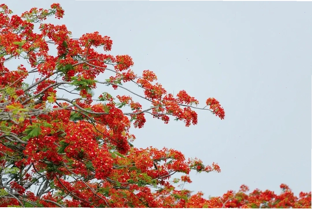 Cận cảnh cánh hoa phượng vĩ mỏng manh