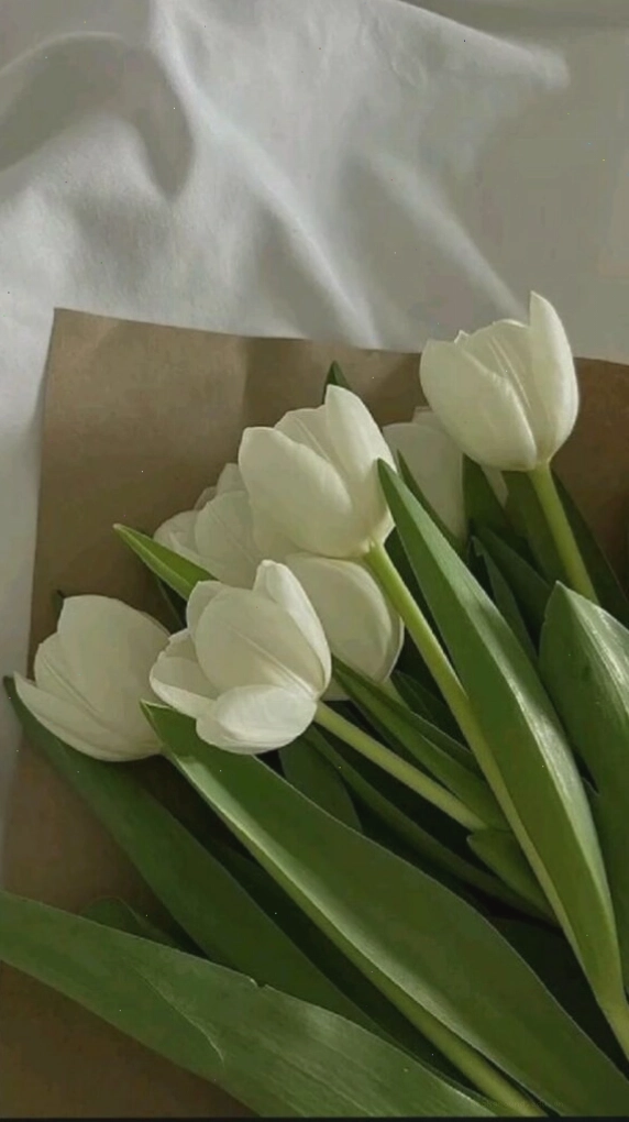 Cận cảnh cánh hoa tulip trắng với những đường nét tinh xảo