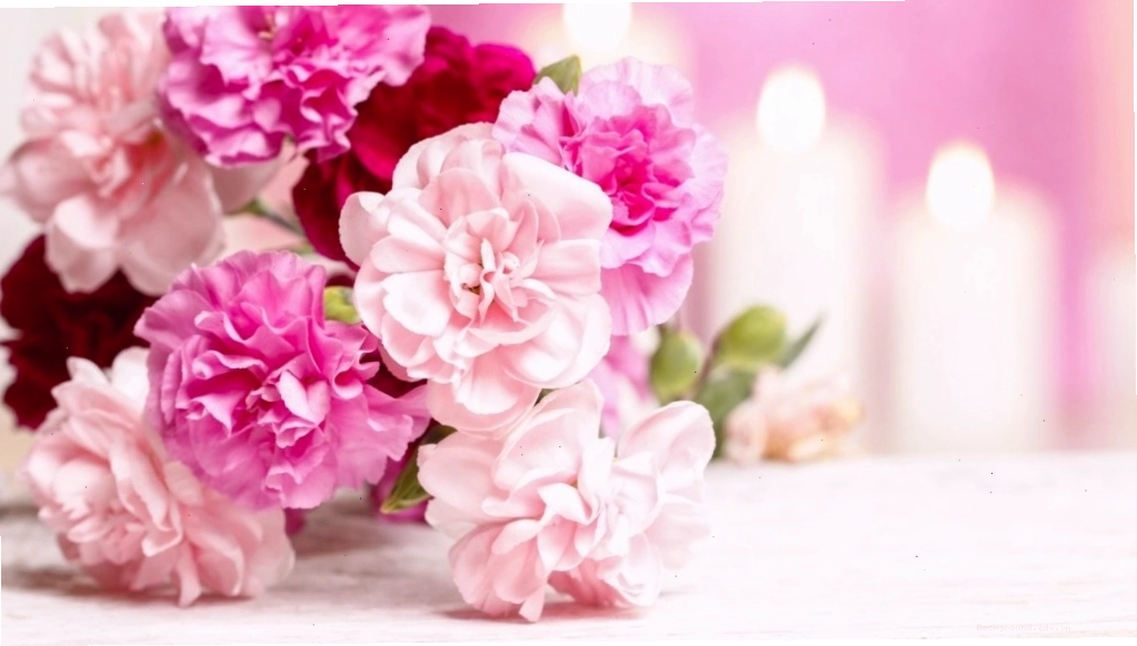 Cận cảnh những giọt sương đọng trên cánh hoa cẩm chướng