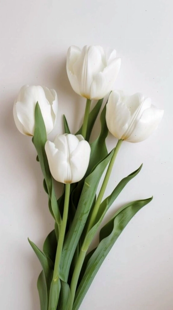 Cận cảnh vẻ đẹp tinh tế của cánh hoa tulip
