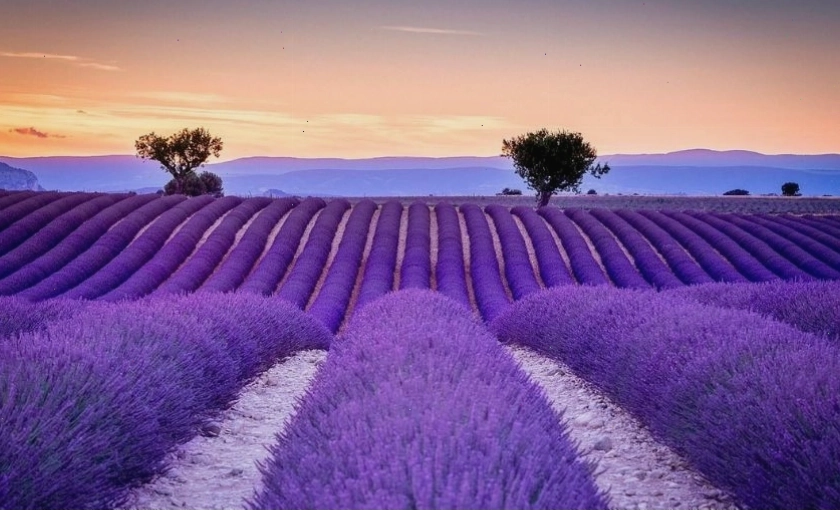 Cánh đồng hoa Lavender tím ngát tại Provence, Pháp
