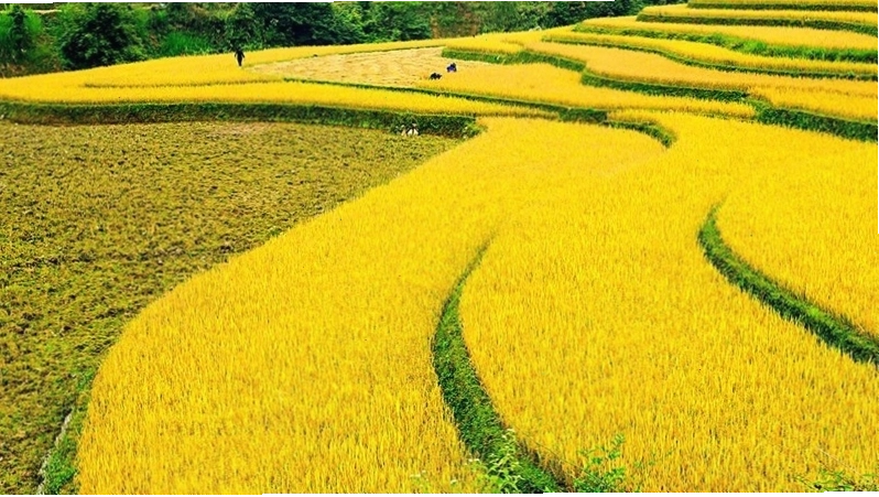 Cánh đồng lúa chín dưới ánh chiều tà