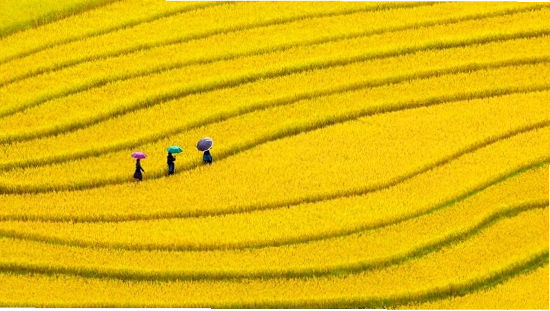 Cánh đồng lúa chín vàng lãng mạn