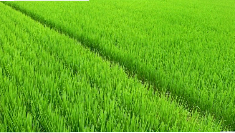 Cánh đồng lúa xanh dưới ánh nắng