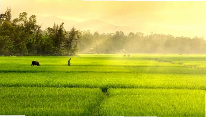 Cánh đồng lúa xanh dưới bầu trời trong veo