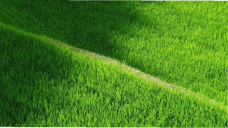 Cánh đồng lúa xanh với con đường nhỏ