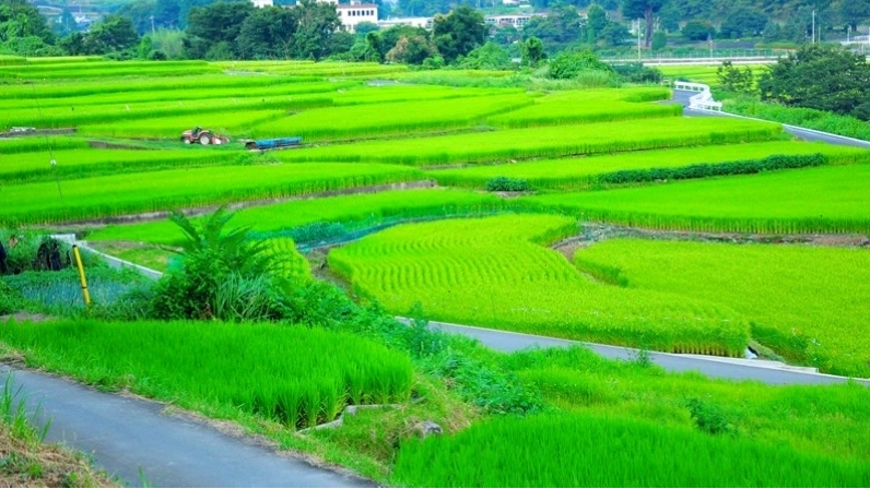 Cánh đồng lúa xanh với những đám mây