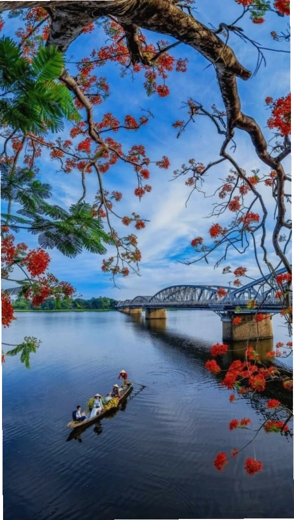 Cành hoa đỏ rực rỡ bên mặt hồ sông Hương tĩnh lặng chiều thu