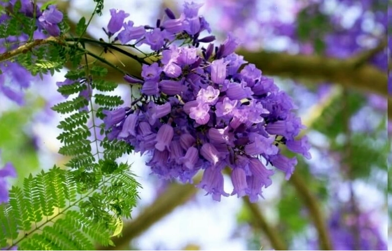 Cành hoa phượng rủ xuống