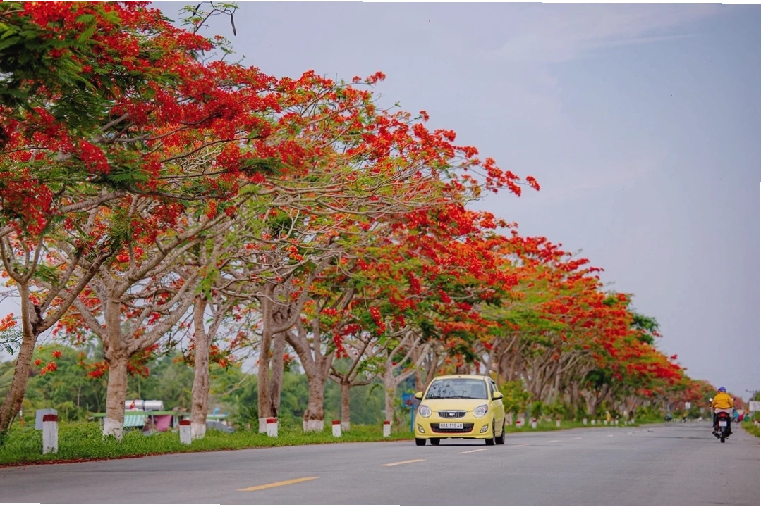 Cây hoa phượng nở rộ trong ánh nắng ban mai