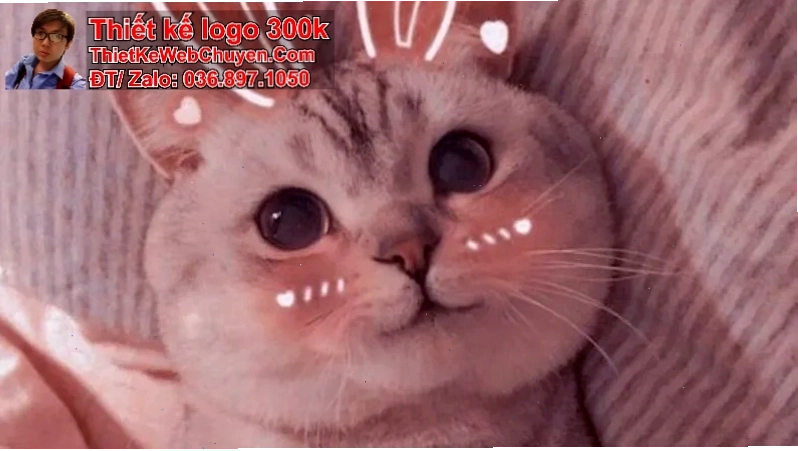 Chú mèo mun đang chơi đùa với sợi len