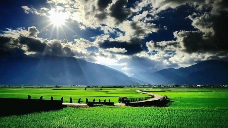 Đường chân trời với cánh đồng lúa xanh