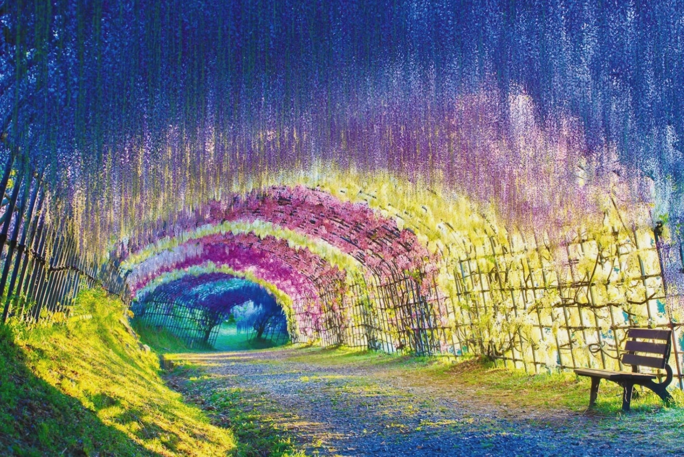 Đường hầm hoa tử đằng thơ mộng tại Vườn Kawachi Fuji, Nhật Bản
