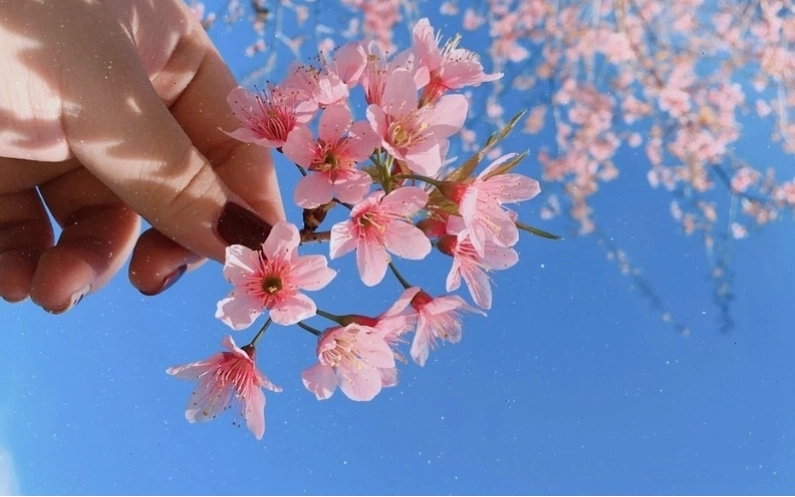 Đường hoa anh đào rợp bóng