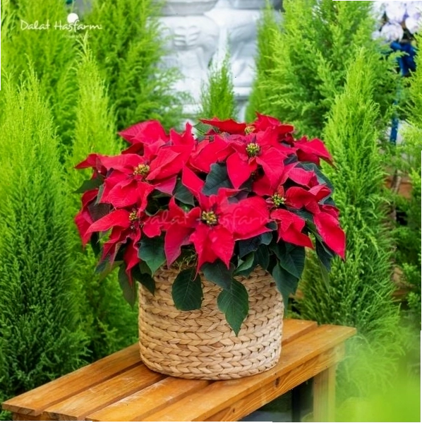 Giỏ hoa trạng nguyên trang trí noel