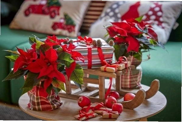 Gợi ý cách trang trí noel với hoa trạng nguyên trong nhà