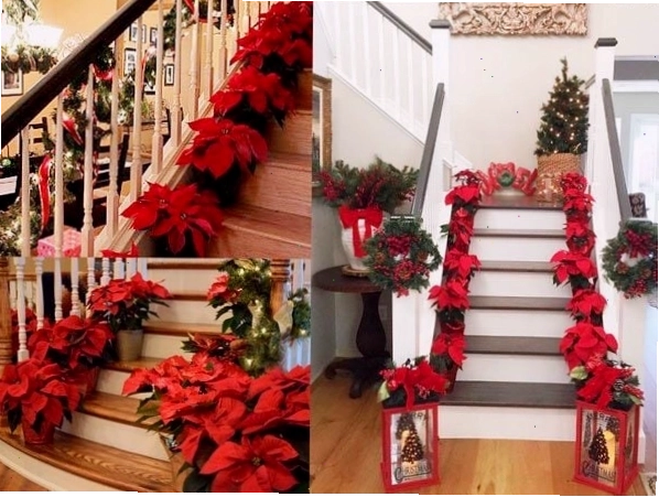 Gợi ý cách trang trí noel với hoa trạng nguyên trong nhà