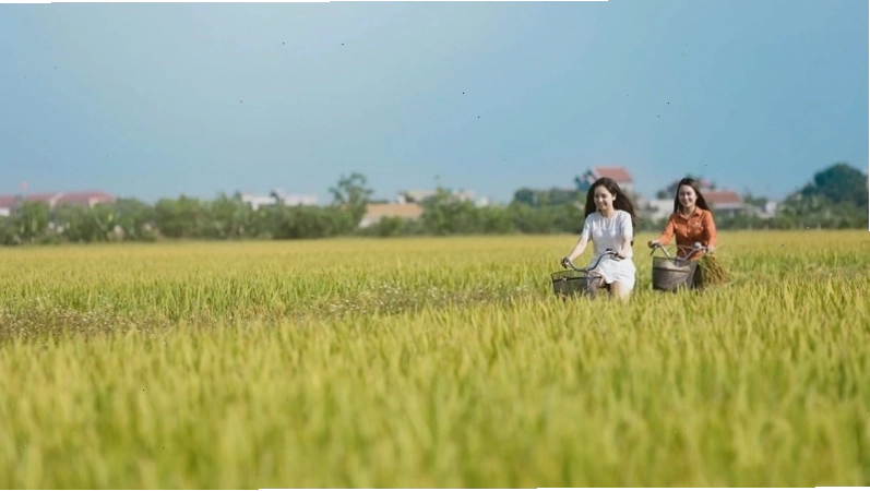 Hình ảnh cánh đồng lúa chín vàng óng