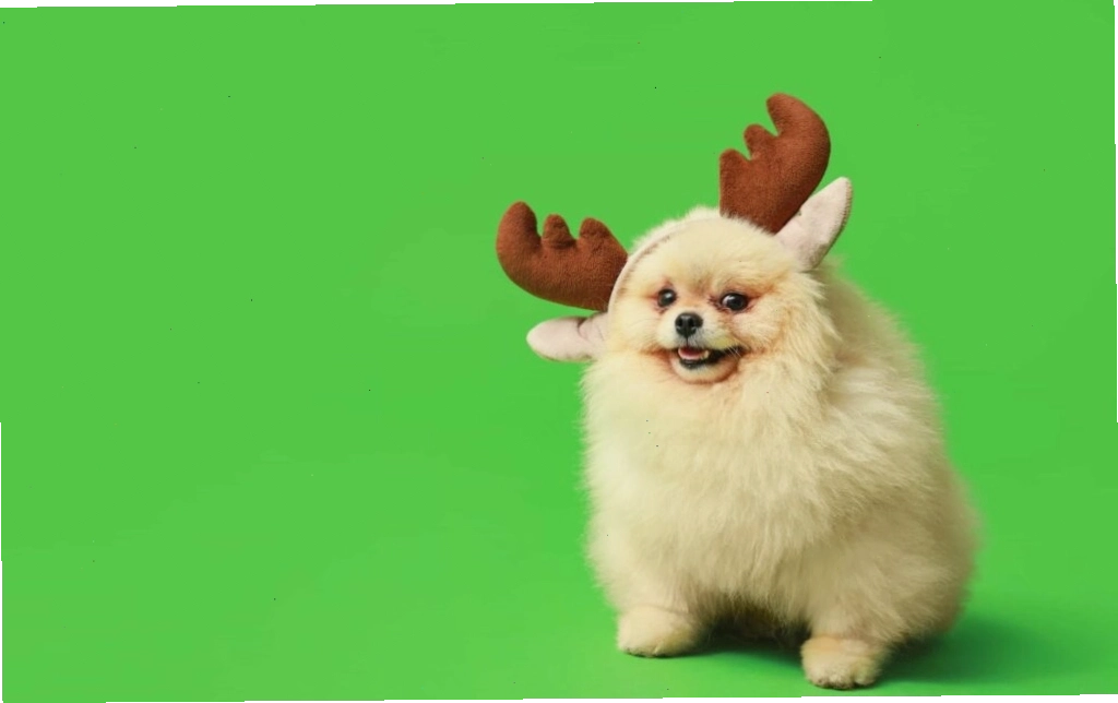 Hình ảnh chó cute hoạt hình làm hình nền điện thoại