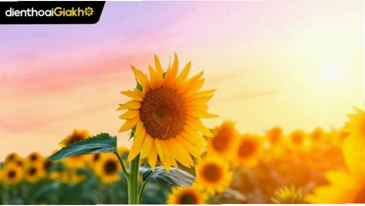 Hình ảnh hoa hướng dương rực rỡ với gam màu tươi sáng