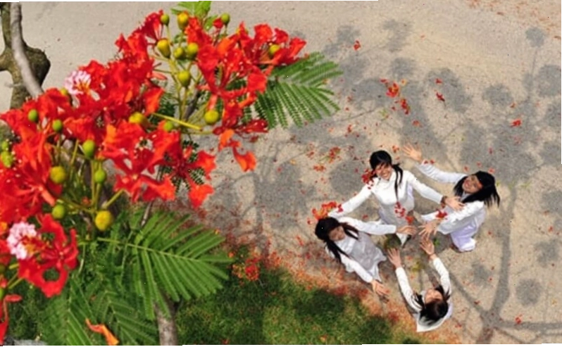 Hình nền ảnh hoa phượng đỏ rực rỡ dưới nắng hè