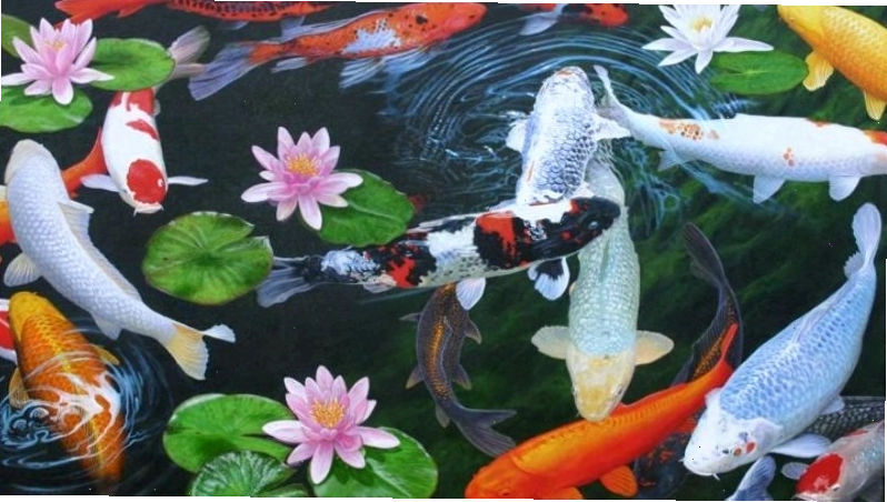 Hình nền cá chép hoa sen màu hồng tươi tắn, ý nghĩa về tình yêu và may mắn