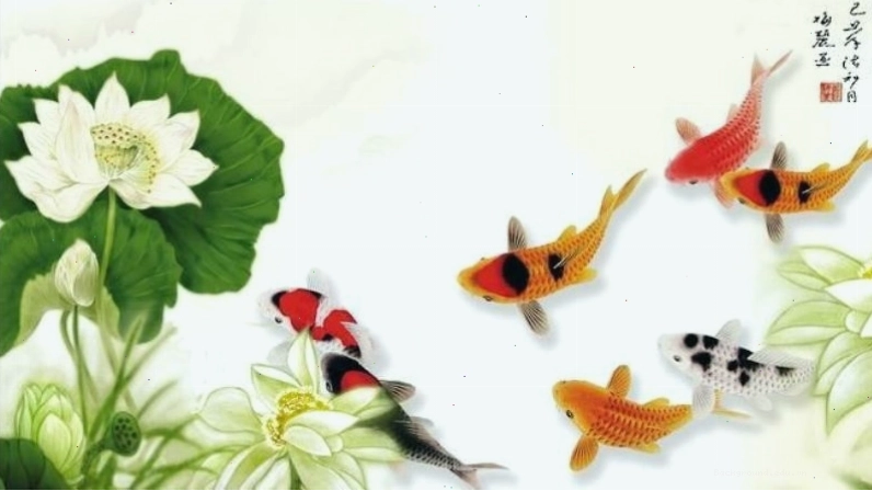 Hình nền cá chép hoa sen rực rỡ dưới ánh nắng