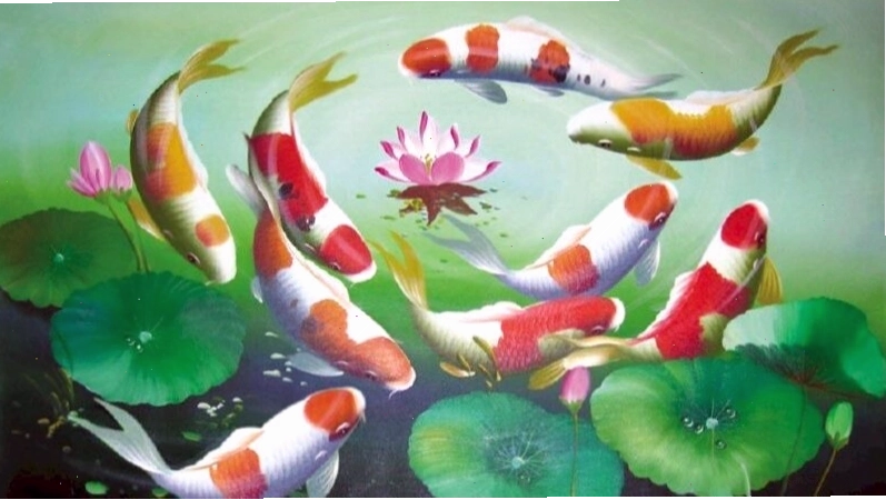 Hình nền cá chép hoa sen với những cánh hoa sen e ấp