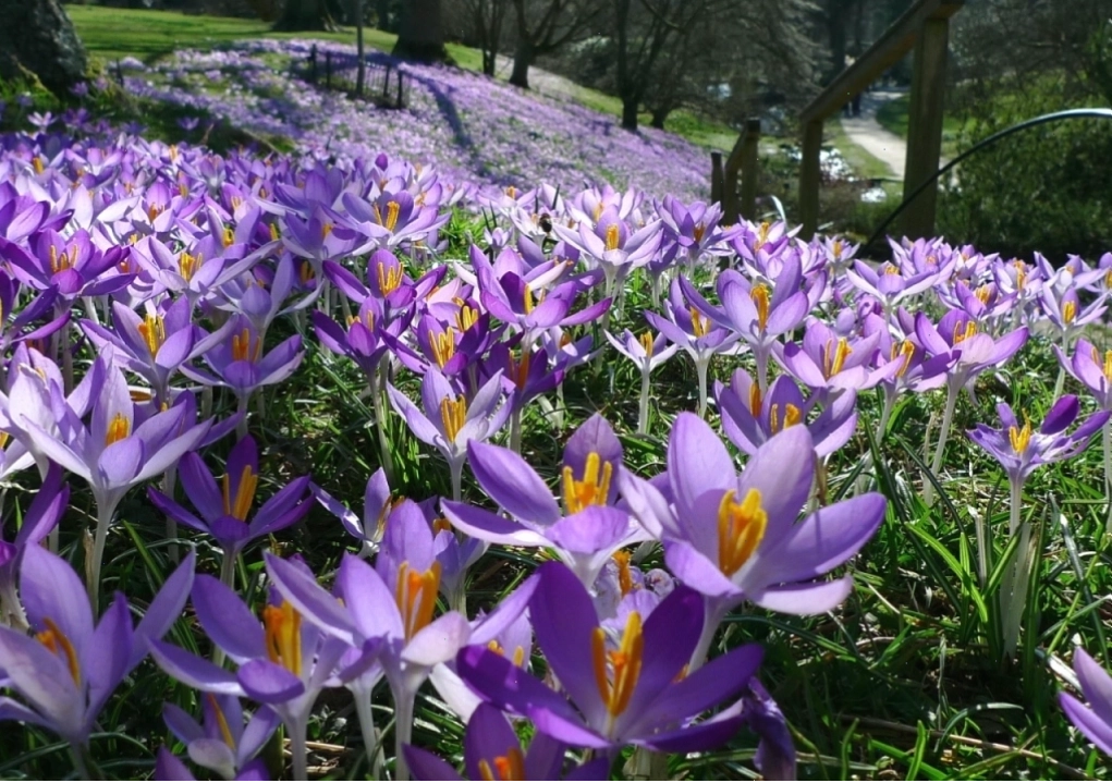 Hình nền cánh đồng hoa tím lavender thơ mộng
