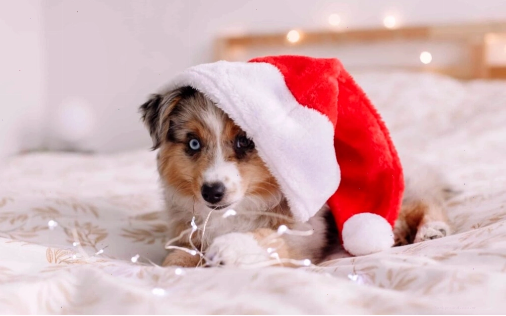 Hình nền chó con hoạt hình dễ thương phù hợp với điện thoại