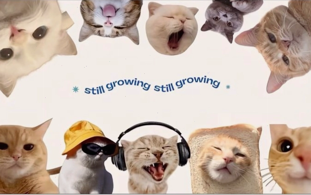 Hình nền chú chó với biểu cảm ngây thơ