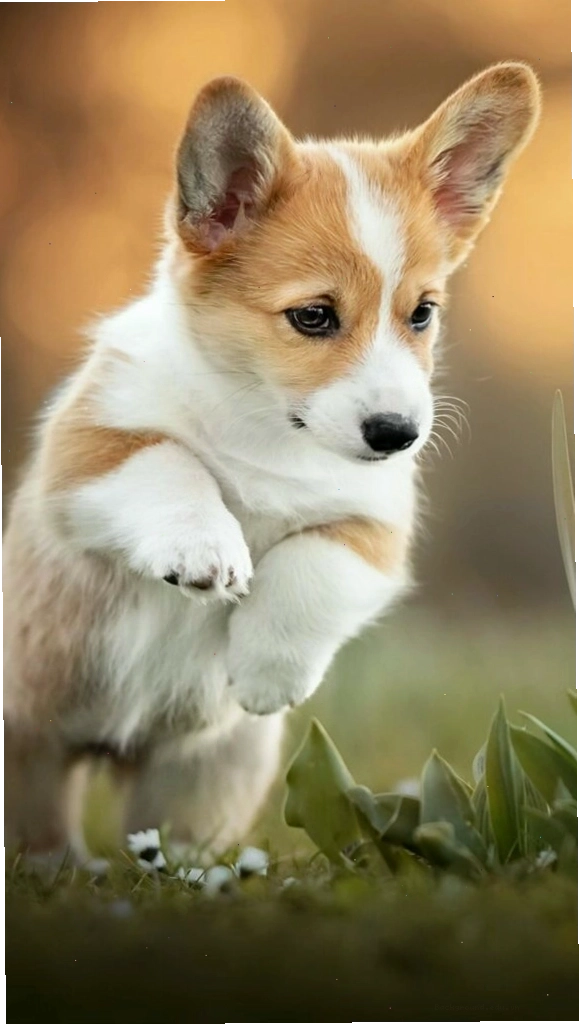 Hình nền chú Corgi đang vui đùa