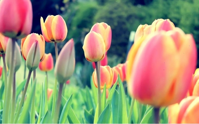 Hình nền điện thoại chill hoa tulip màu hồng pastel