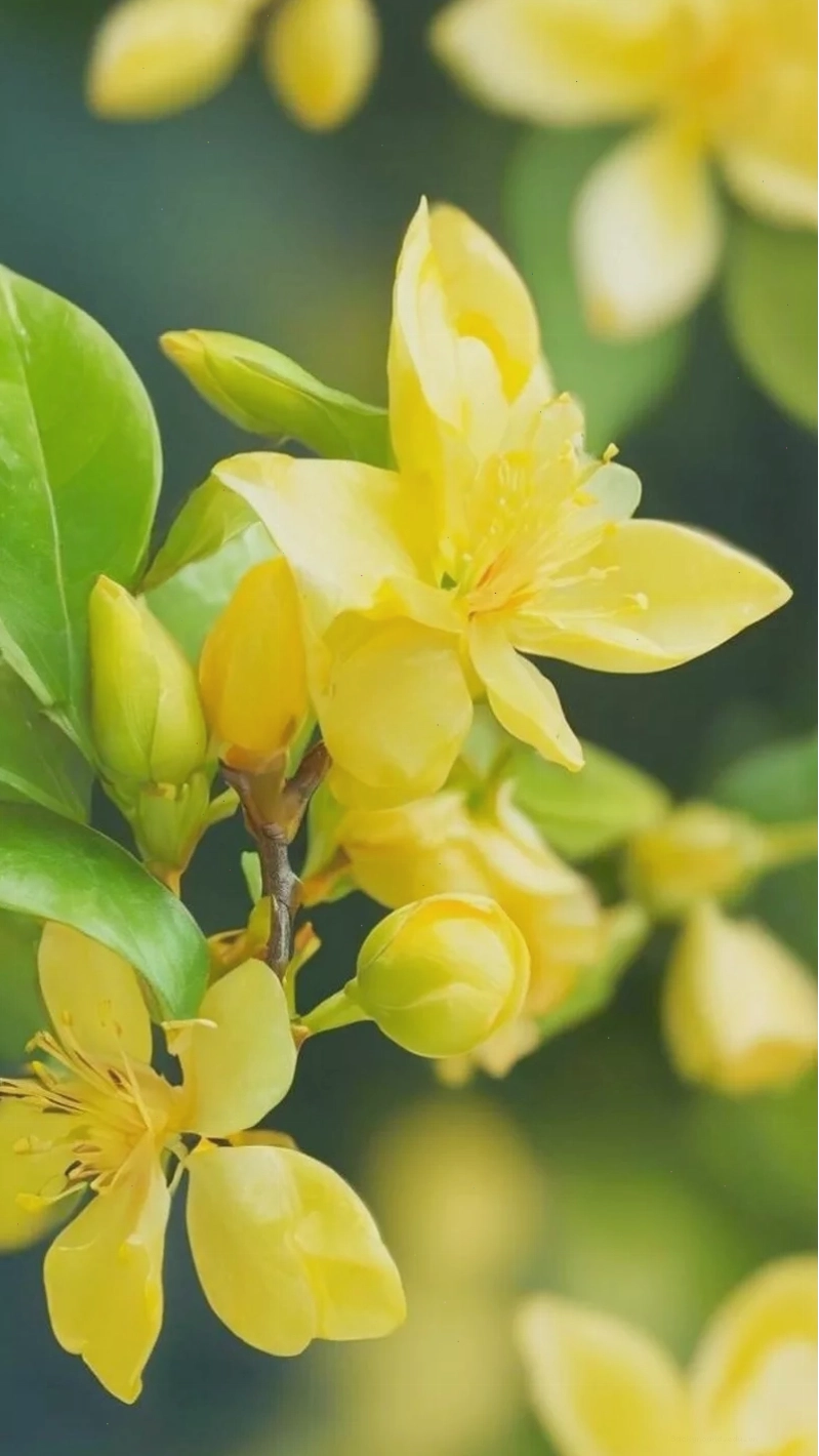 Hình nền điện thoại hoa mai vàng với nền gradient