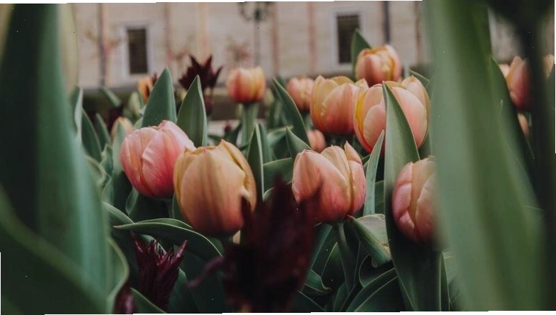 Hình nền điện thoại hoa tulip với bố cục tối giản