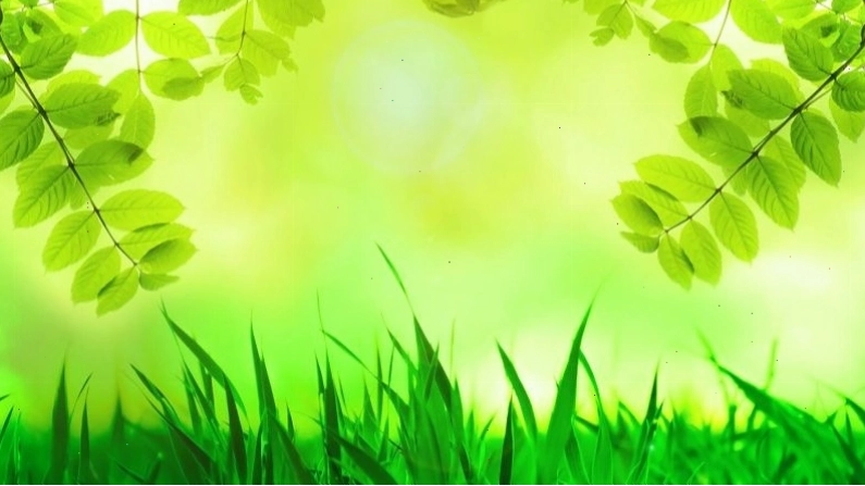 Hình nền điện thoại màu xanh lá cây với họa tiết lá cây độc đáo