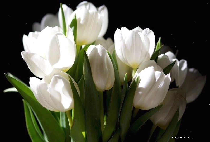 Hình nền điện thoại tối giản với một bông hoa tulip duy nhất