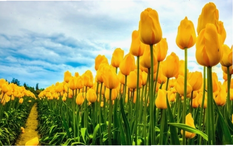 Hình nền điện thoại với cụm hoa tulip màu vàng nhạt