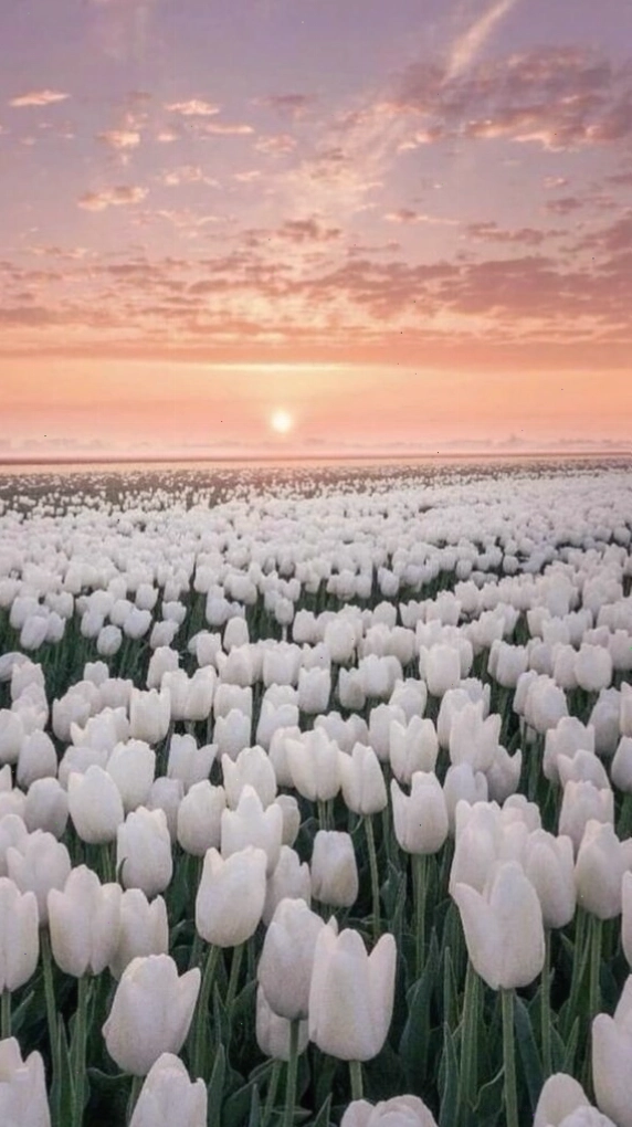 Hình nền điện thoại với hoa tulip tím đậm