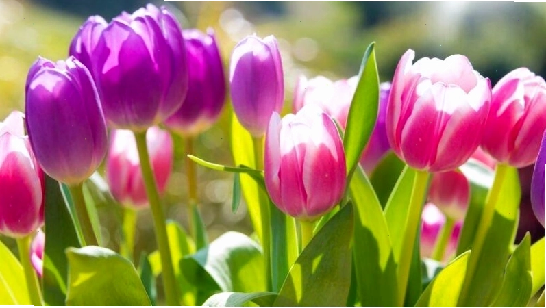 Hình nền điện thoại với hoa tulip và ánh nắng ban mai