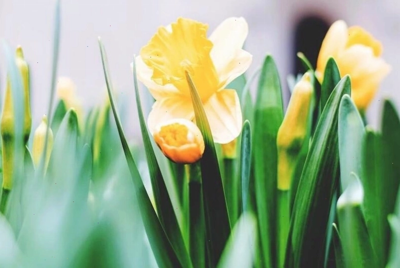 Hình nền điện thoại với hoa tulip và hiệu ứng bokeh