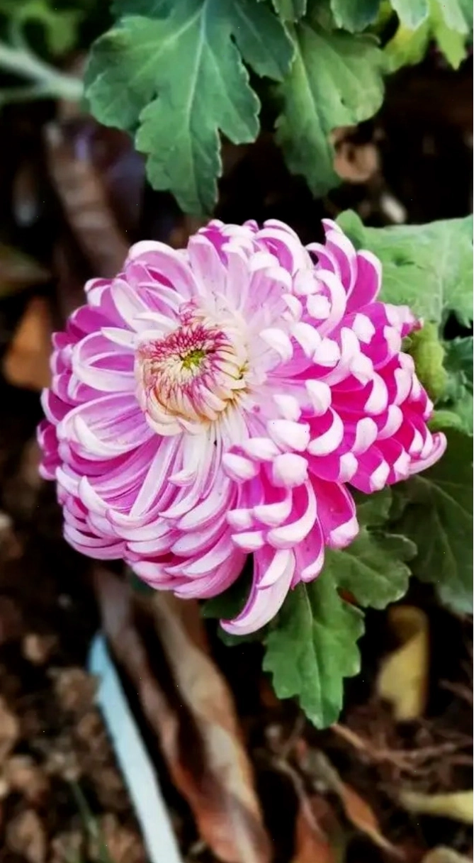 Hình nền độc đáo với hoa cúc tím