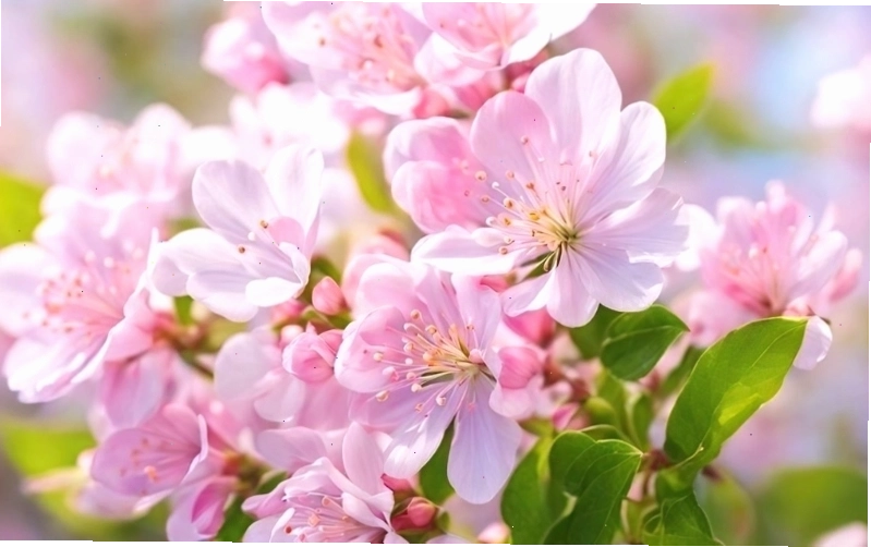 Hình nền hoa anh đào 4K với gam màu tươi sáng